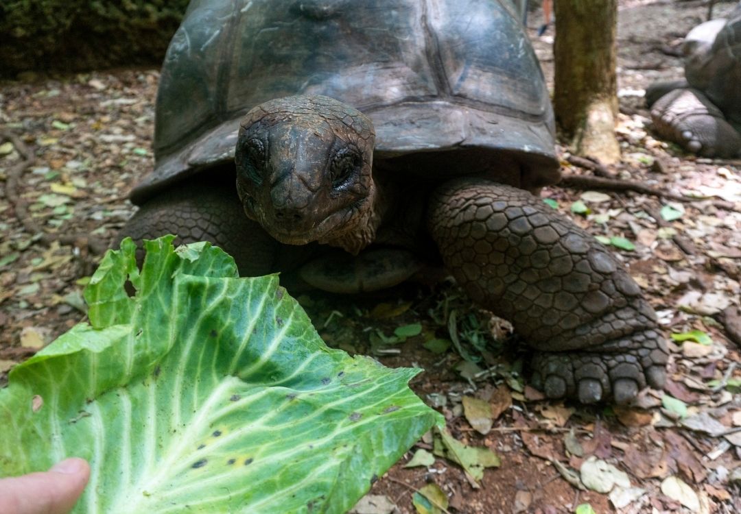 feeding a giant aldabra tortoise aldabrachelys gigantea in the forest, at prison island, zanzibar, tanzania(1)