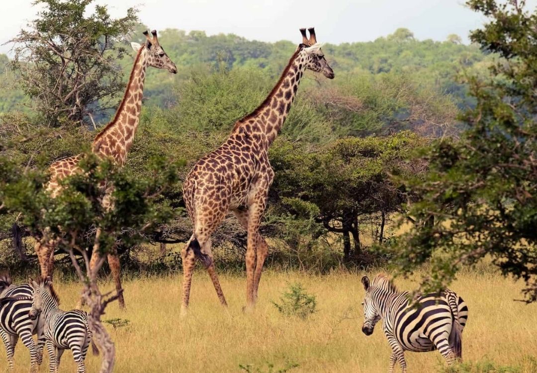 zanzi pride tours safaris(1)
