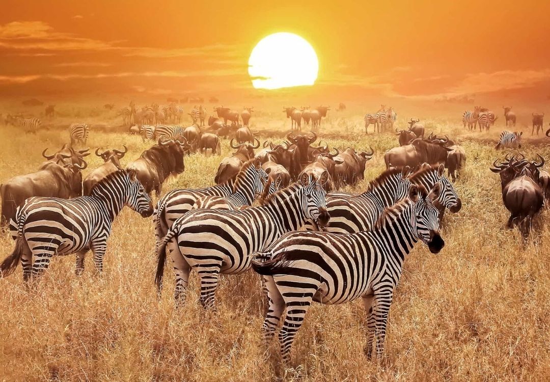 zanzi pride tours safaris(10)