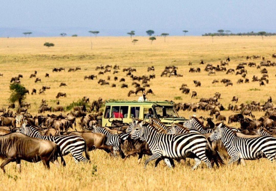 zanzi pride tours safaris(12)
