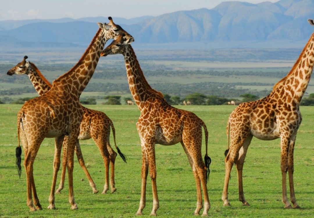 zanzi pride tours safaris(13)