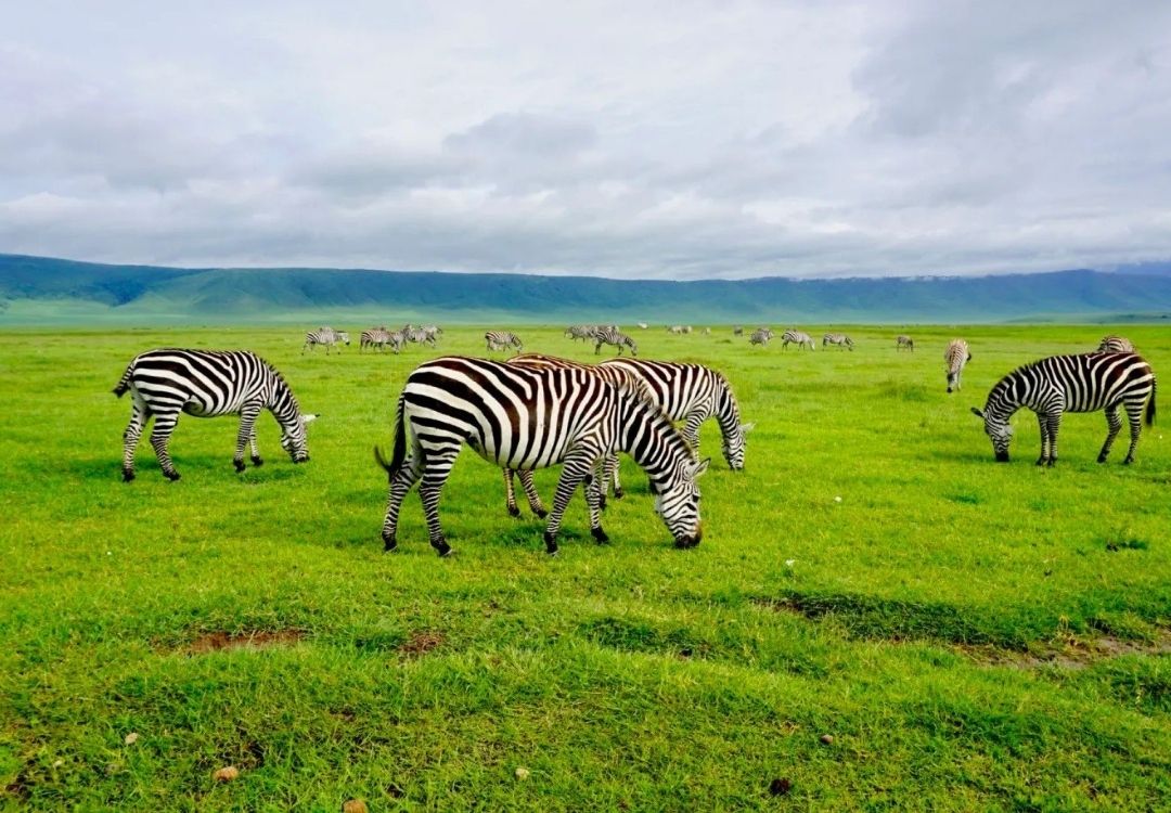 zanzi pride tours safaris(14)