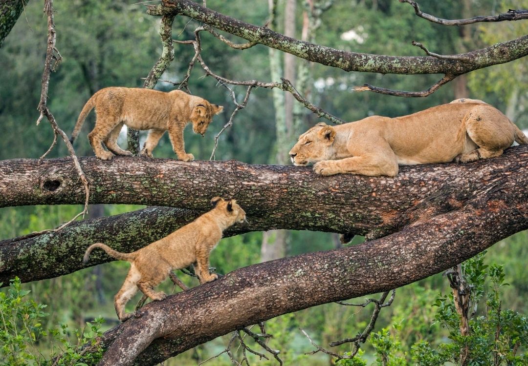 zanzi pride tours safaris(15)