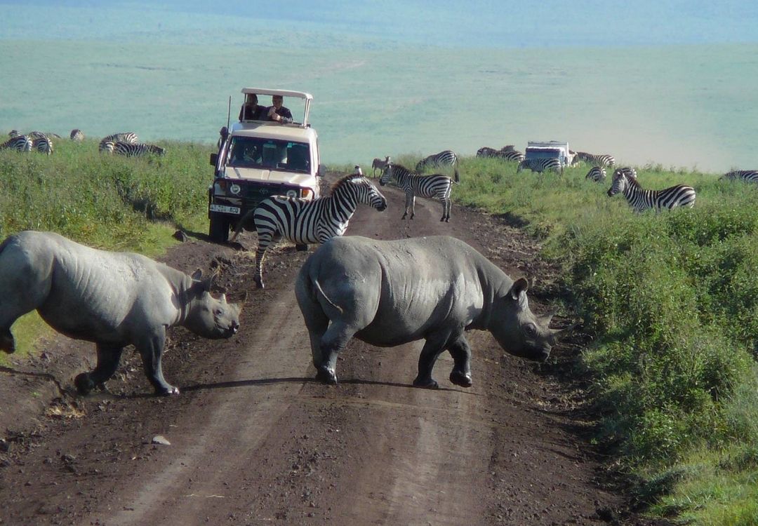 zanzi pride tours safaris(16)