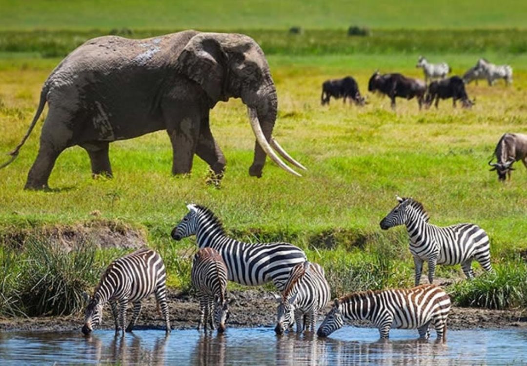 zanzi pride tours safaris(17)
