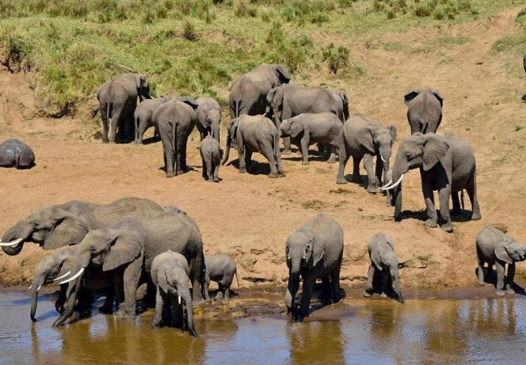 zanzi pride tours safaris(18)