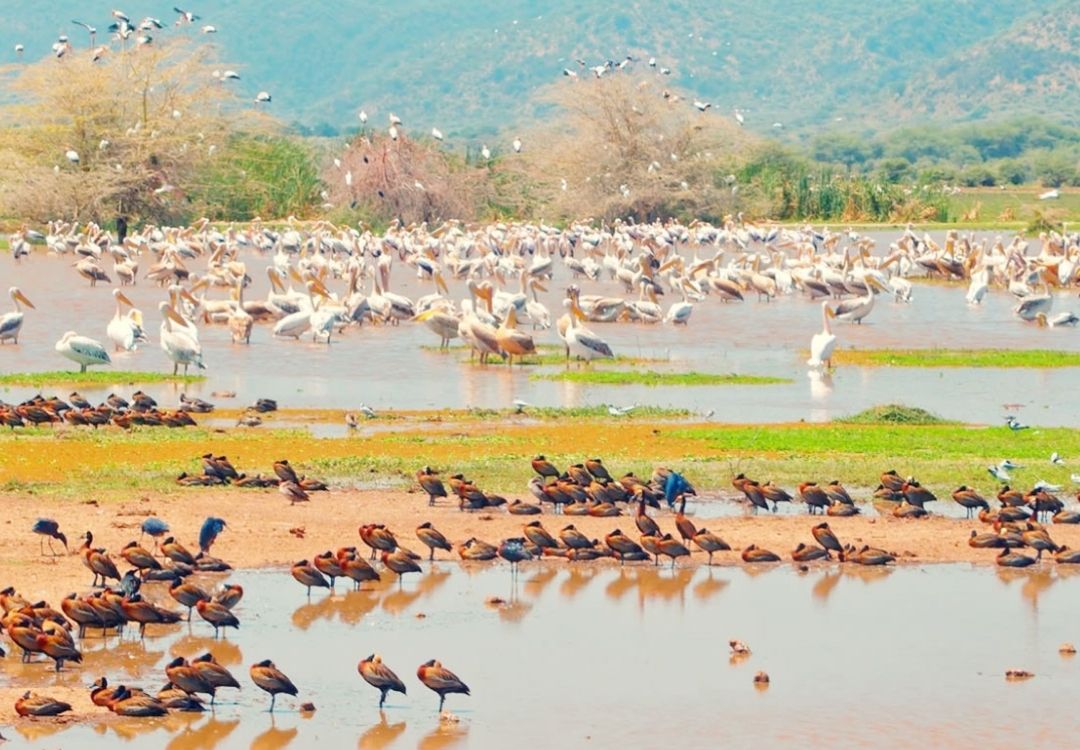 zanzi pride tours safaris(19)