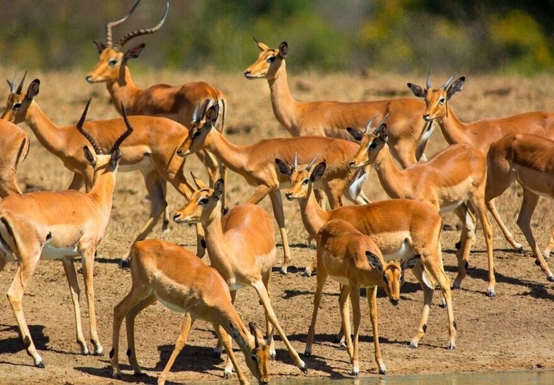 zanzi pride tours safaris