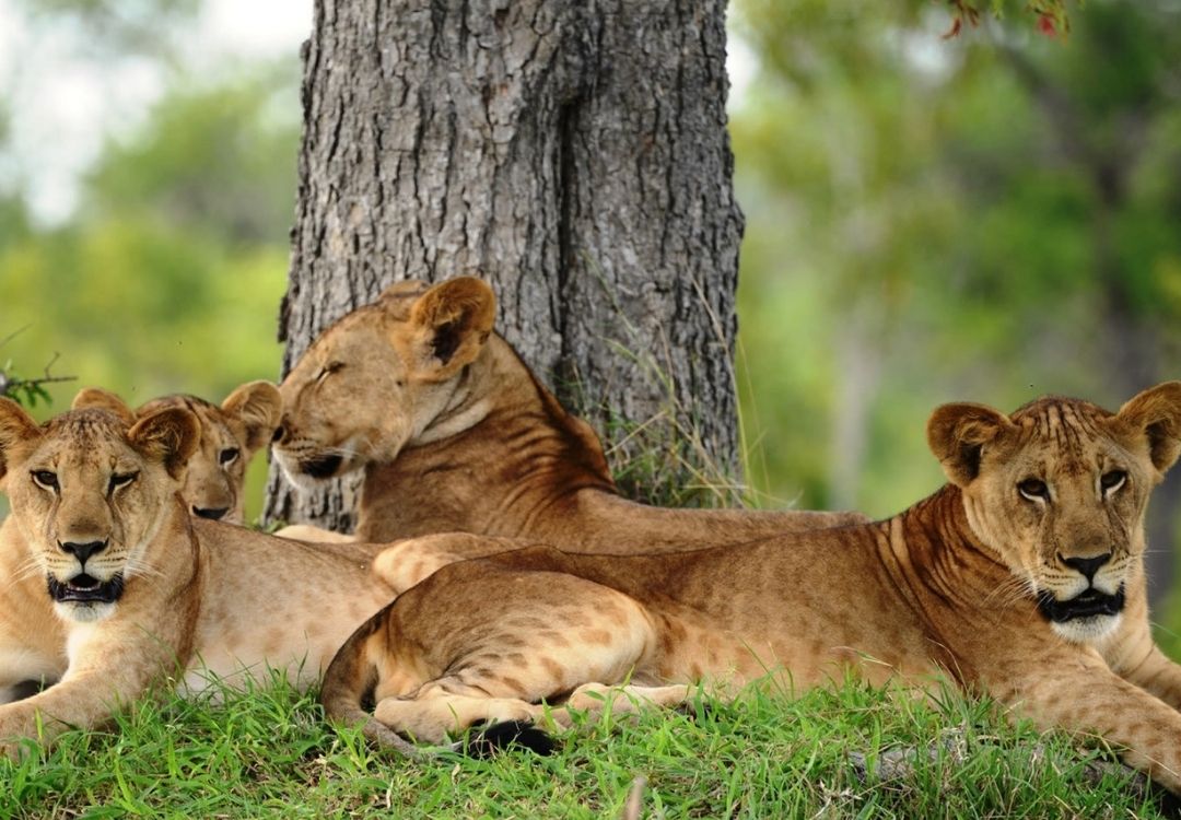 zanzi pride tours safaris