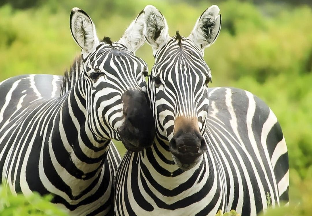 zanzi pride tours safaris(4)