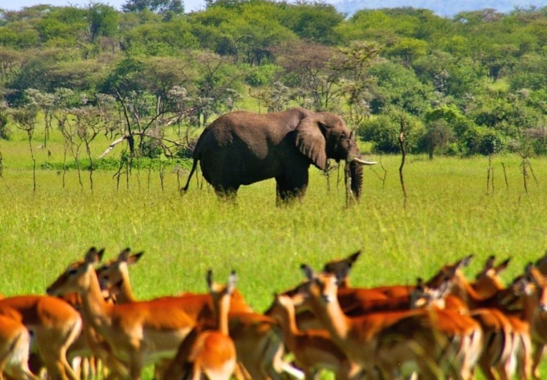 zanzi pride tours safaris(6)