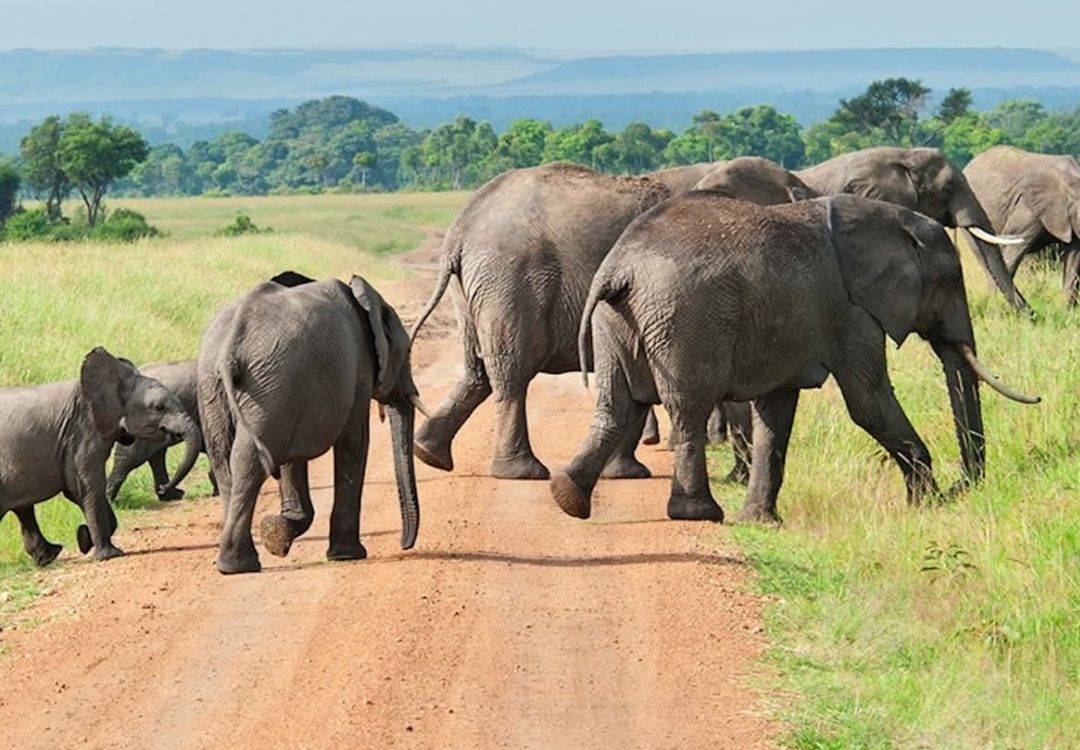 zanzi pride tours safaris