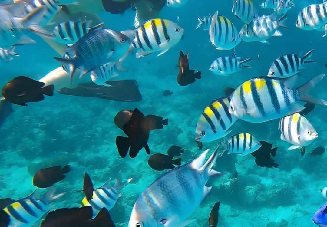 zanzibar pride tours(28)