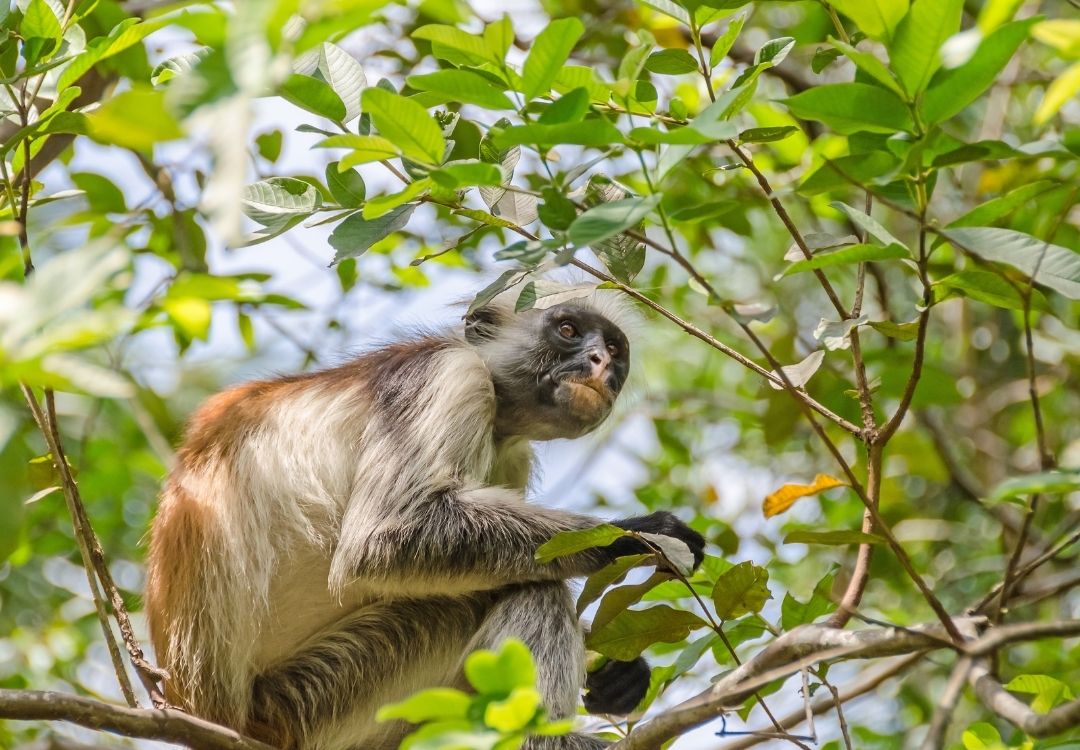 zanzibar jozani forest