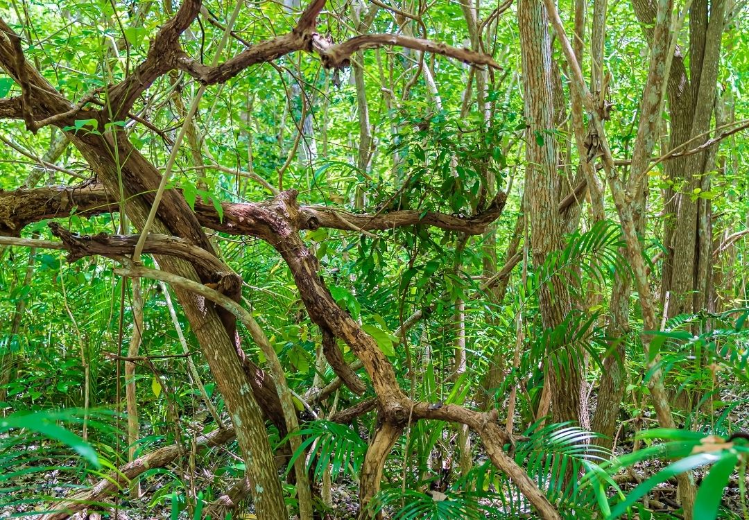 zanzibar jozani forest(1)