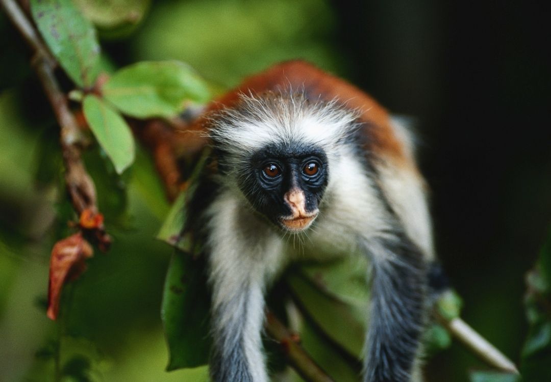 zanzibar red colubus